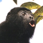 Angsthead.com Web Tyrant